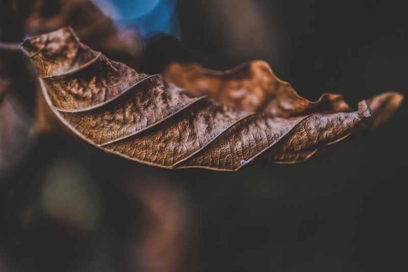 crinkle crunchy leaves of autumn 4k