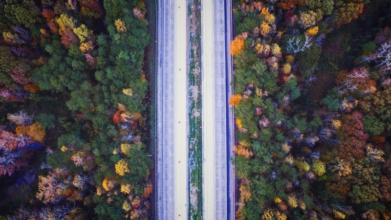 aerial view tree woodland and forest 4k