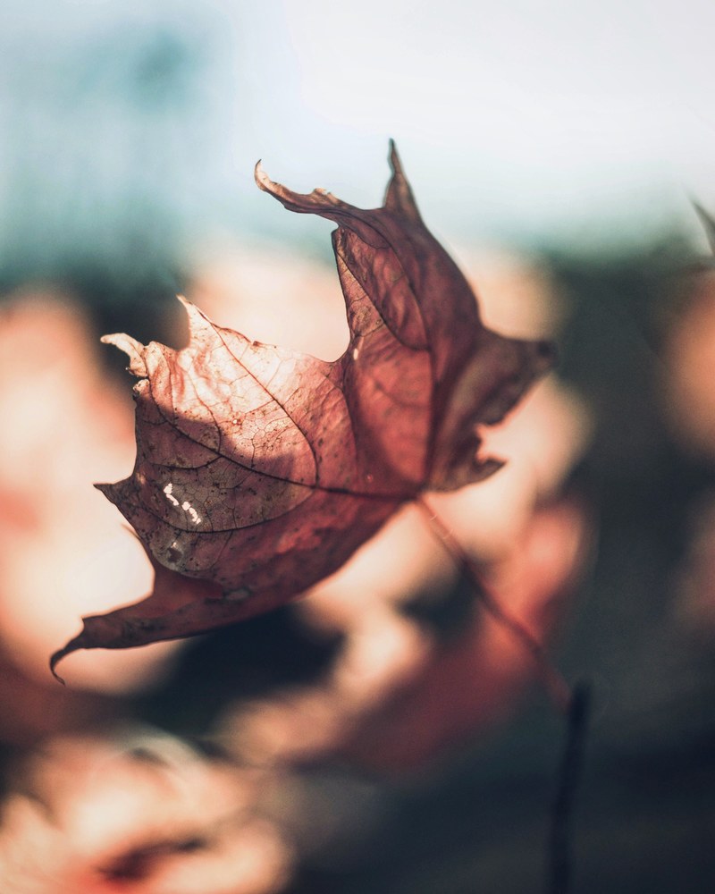 fall fuji club 4k