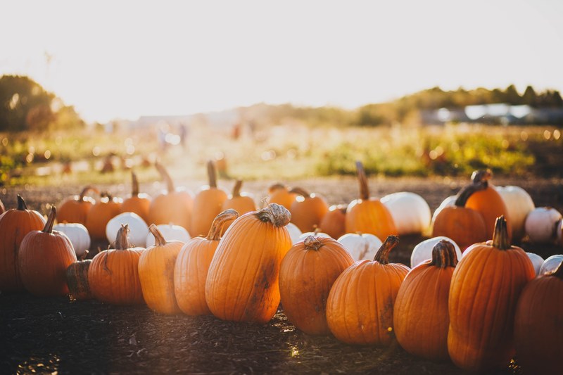 pumpkin patch 4k