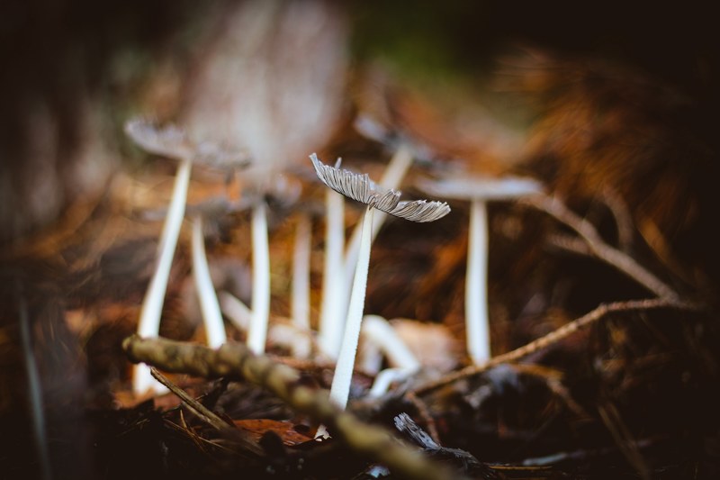 mushroom forest leaf and twig 4k