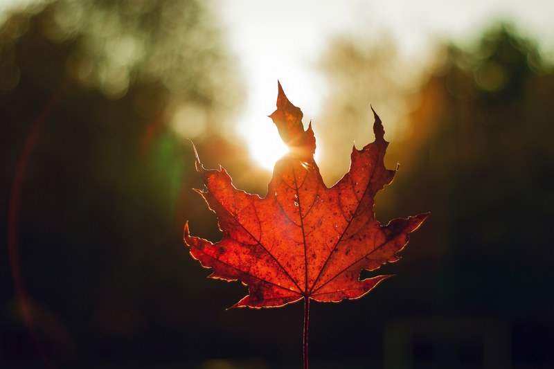 leaf sunshine sun ray and tree 4k