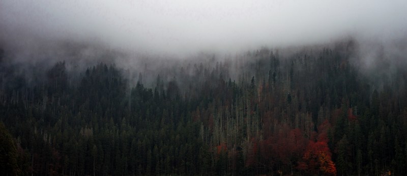 tall trees with dark green and red leaves under a thick mist, mystery can be beautiful 4k