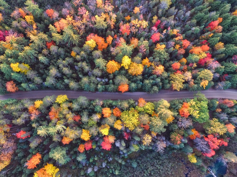 a drone view of the trees changing colors during autumn in grayling michigan united states, aerial view of a forest road 4k