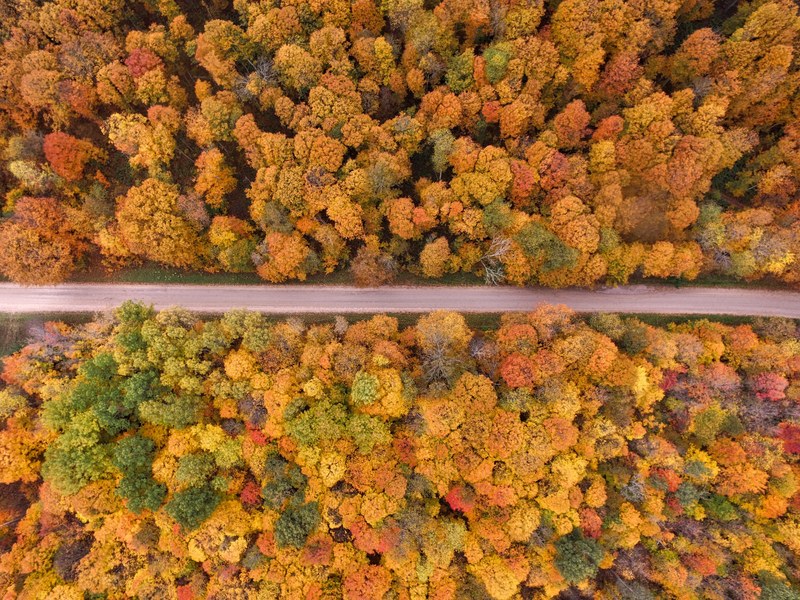 a drone shot of the forest during autumn with colored leaves in east jordan michigan united states, autumn trees near asphalt road 4k