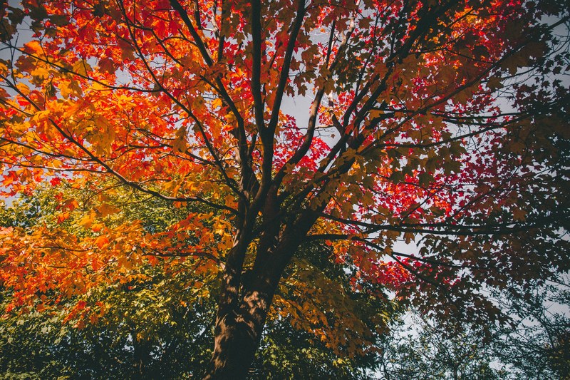 a tree with yellow orange and red autumn leaves during the fall season, tree leaves fall autumn 4k