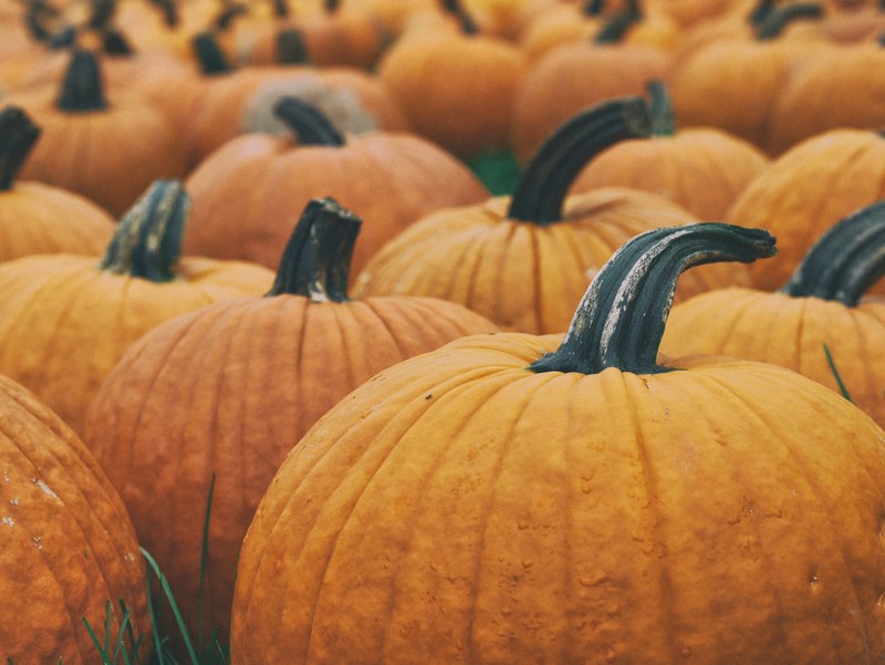 macro shot of a pumpkin patch, _large pumpkins in field 4k