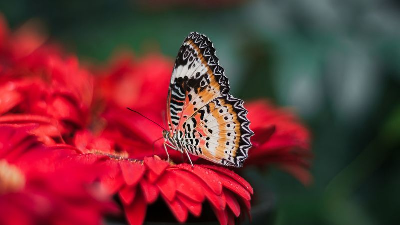 butterfly, wings, bright, flower, blur, 4k