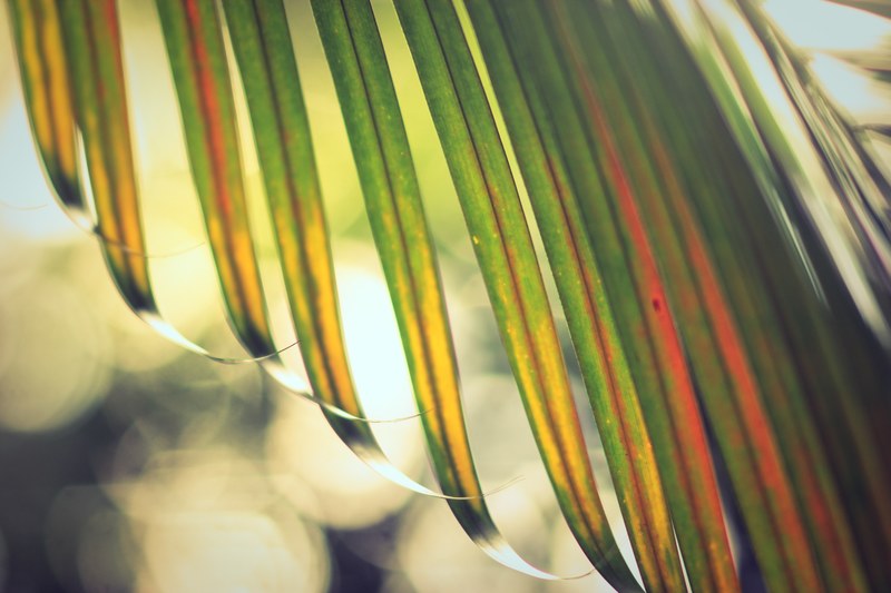 leaf plant leafe and palm 4k