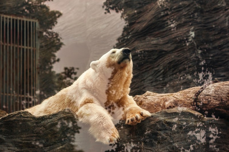 bear polar bear and hd wallpapers 4k