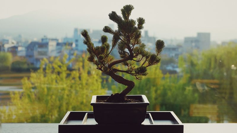 bonsai, flower pot, flower, 4k