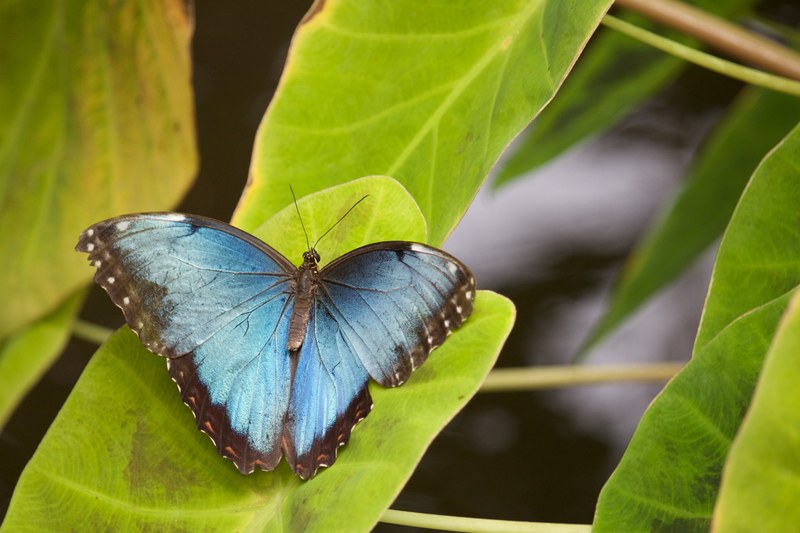 butterfly blue insect and wing 4k