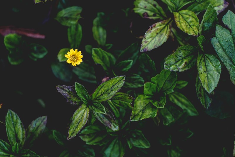 an overhead shot of a grouping of plants with wet green leaves and a single yellow flower, yellow flower between wet leaves 4k