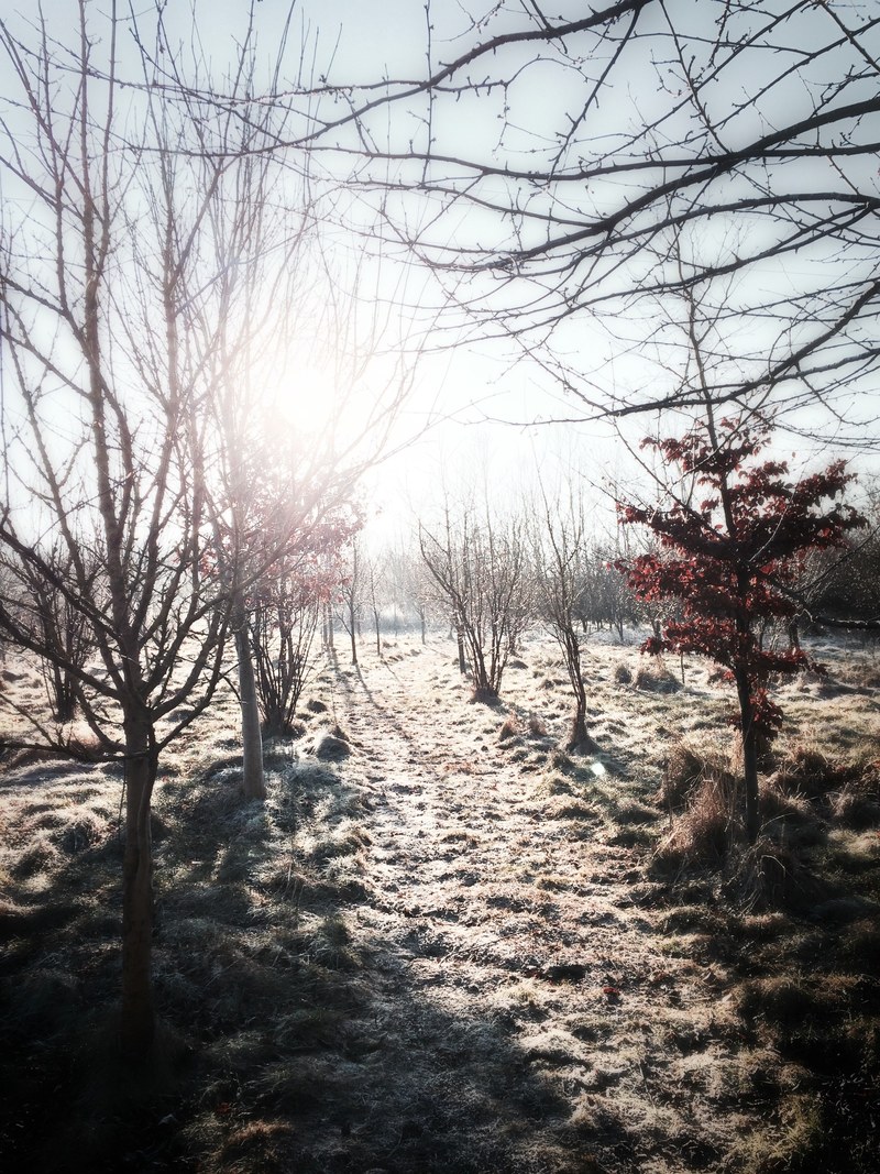 an orchard path with grass and branches covered in frost, frozen orchard path 4k