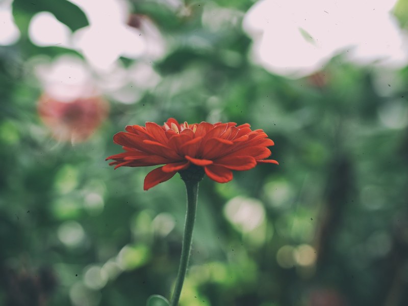 a close up of the side of a red flower with bokeh effect in the background, red flower with bokeh 4k