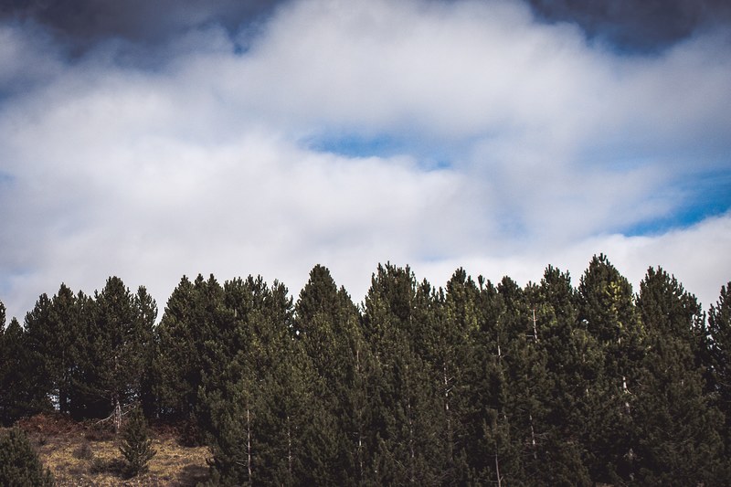 forest woodland tree and sky 4k