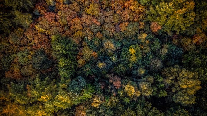 trees, view from above, autumn, 4k