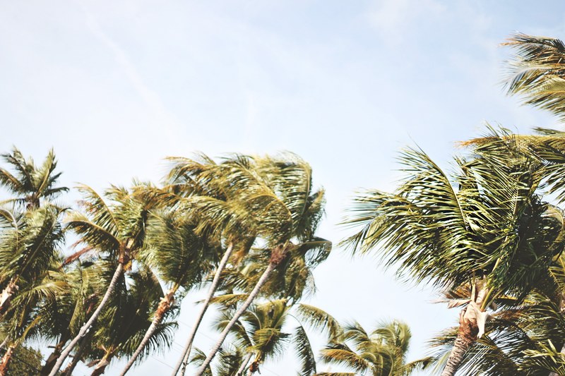palm trees blowing in the wind, palm trees wind 4k