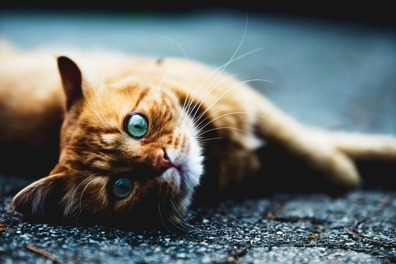 a ginger cat looks at the camera while lying down on its side, please pet me 4k