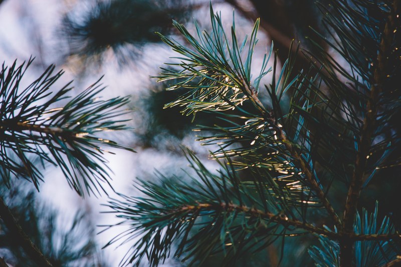 leafe pine pine needle and forest 4k
