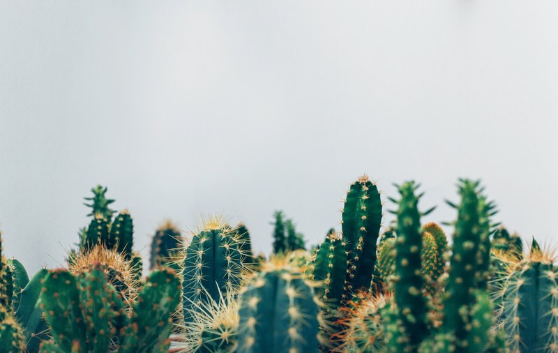 cactus plant cactu and green 4k