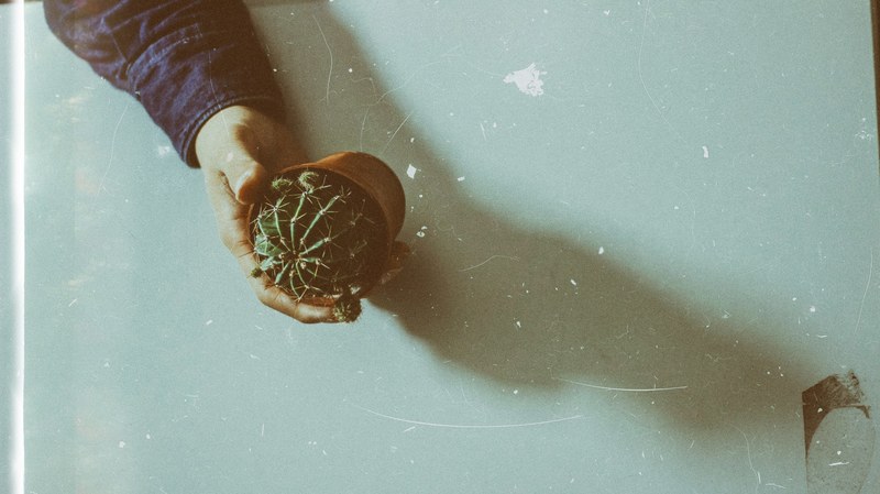 cactus hand cactu and human hand 4k