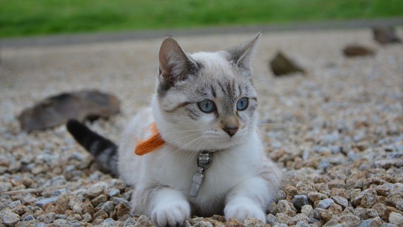 kitten, cat, siamese cat, muzzle, 4k