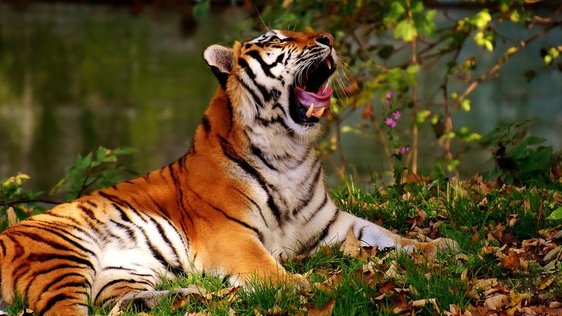 tiger, yawns, predator, big cat, 4k