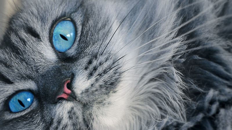 cat, muzzle, blue-eyed, fluffy, 4k
