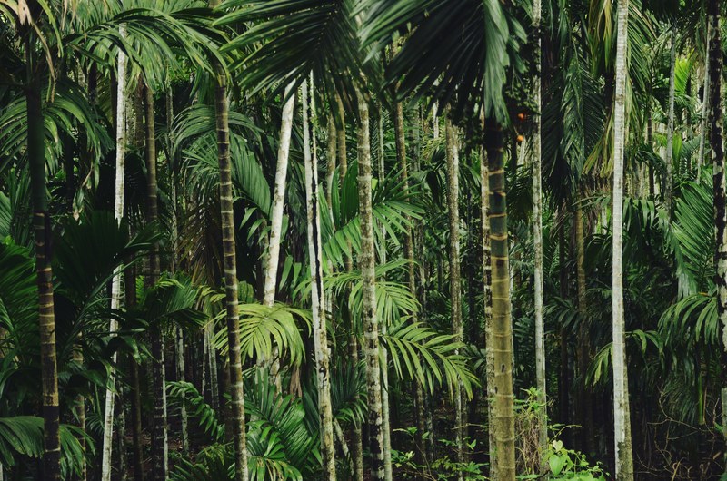 a lush green bamboo and palm tree forest, bamboo thicket 4k