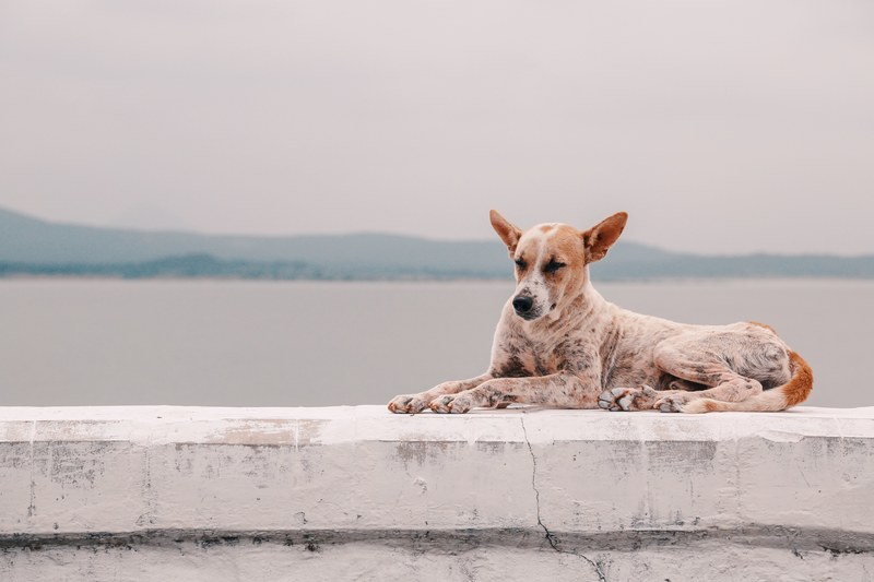 pet dog animal and canine 4k