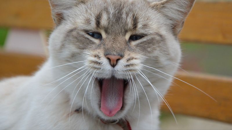 cat, yawning, sweet, muzzle, 4k