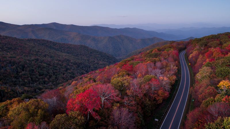 road, trees, autumn, 4k
