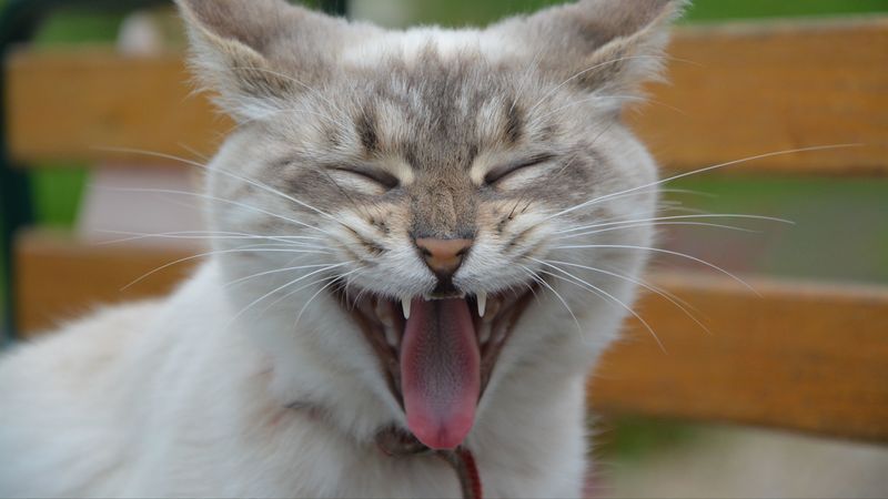 cat, muzzle, yawn, 4k