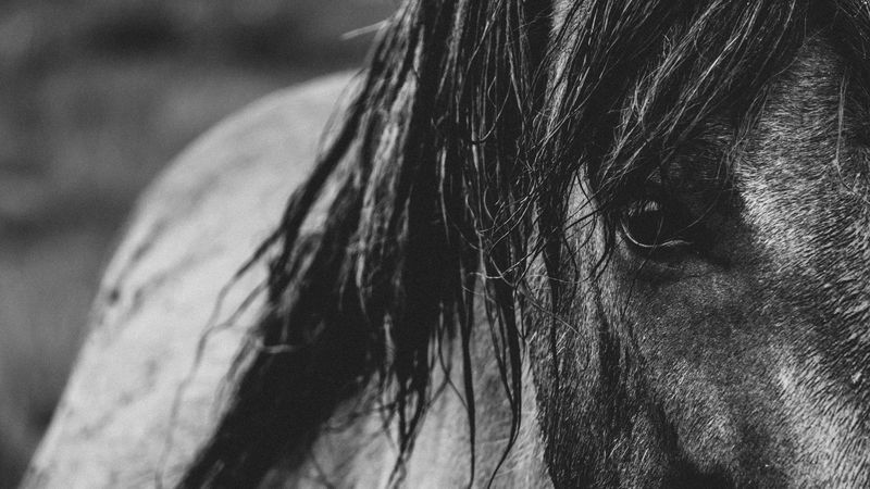 horse, eyes, mane, bw, 4k