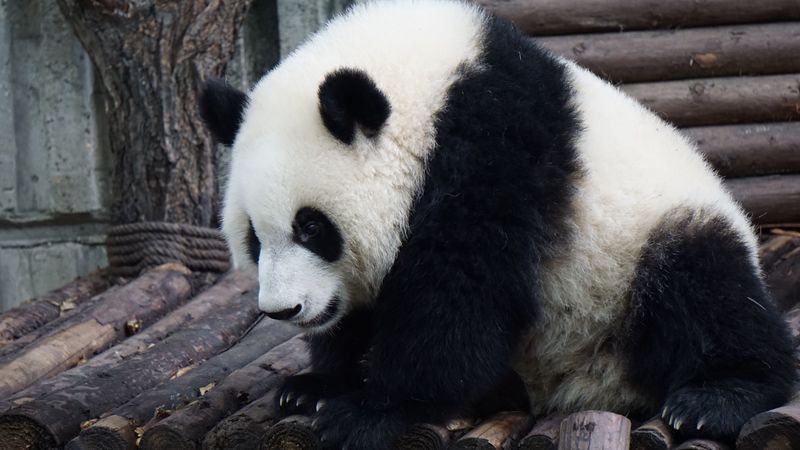 panda, bear, sits, 4k