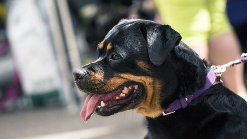 rottweiler, dog, muzzle, profile, 4k