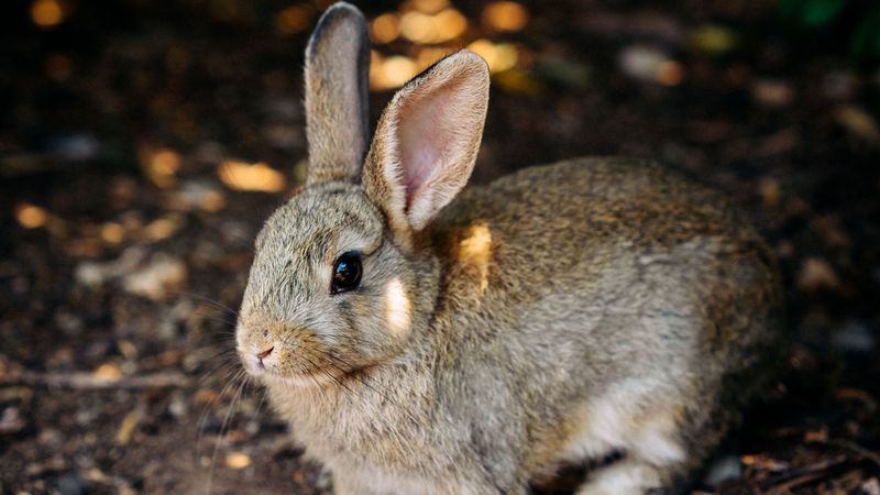 rabbit, cute, hare, animal, 4k
