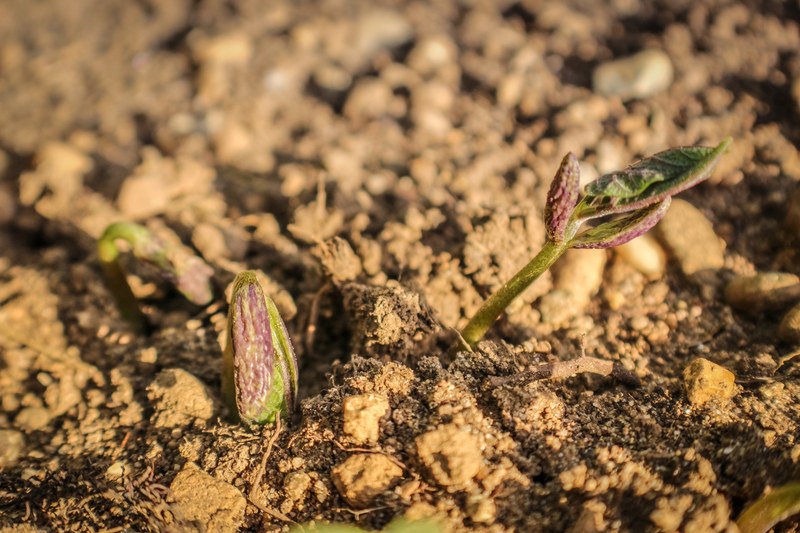 gardening seed seedling and sowing 4k