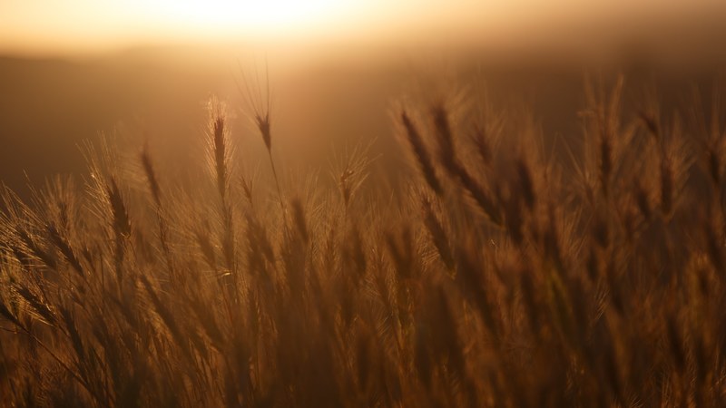 golden ears of wheat slowly swaying in the afternoon sun, golden ears of wheat 4k