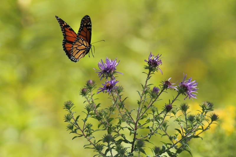 a monarch butterfly landing on thistle flowers, monarch on the move 4k