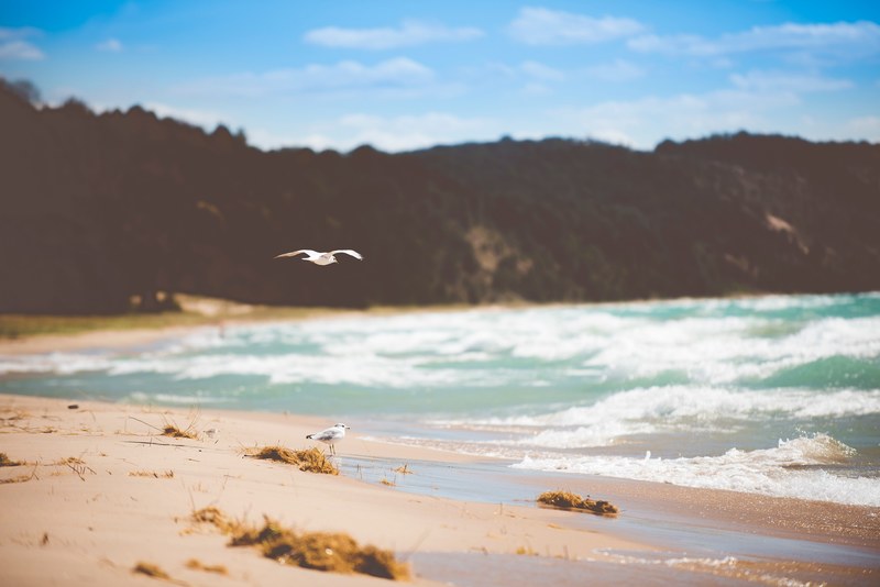 beach seagull wafe and water 4k