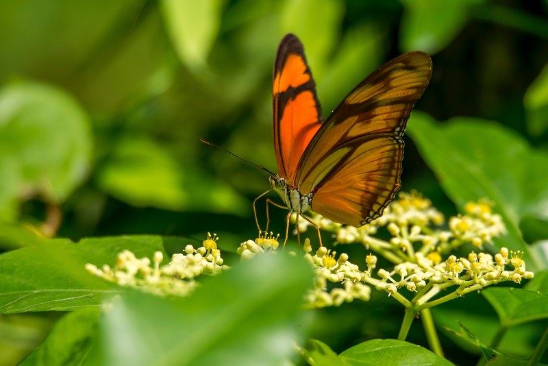 close up of an orange butterfly on budding flowers, graceful butterfly on flowers 4k