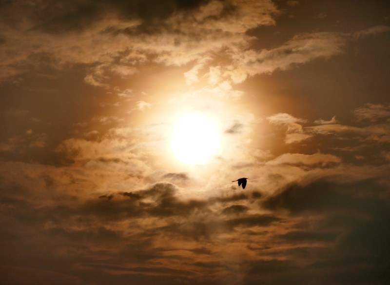 cloud crane dusk and bird 4k