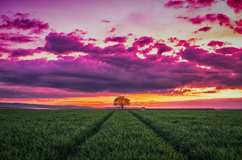 tree landscape nature and pentax 4k