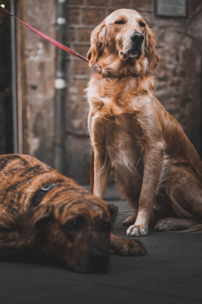 dog pet canine and golden retriever hd, 4k