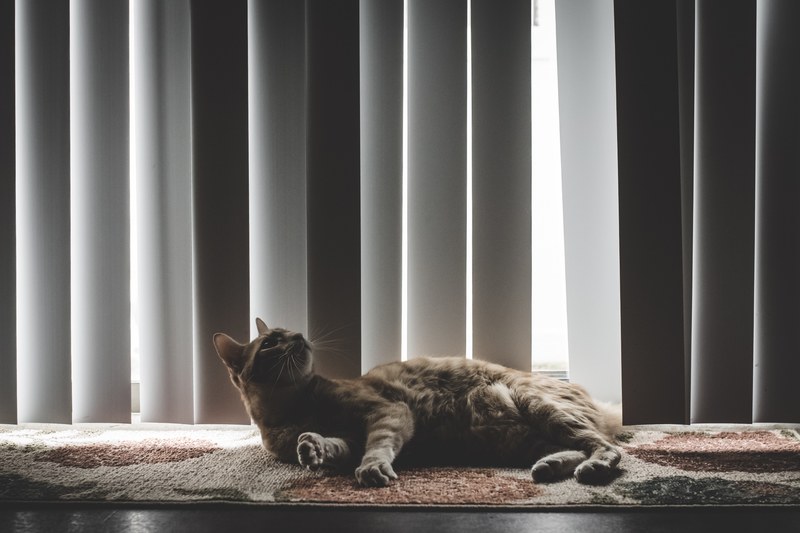 cat feline tabby and window 4k