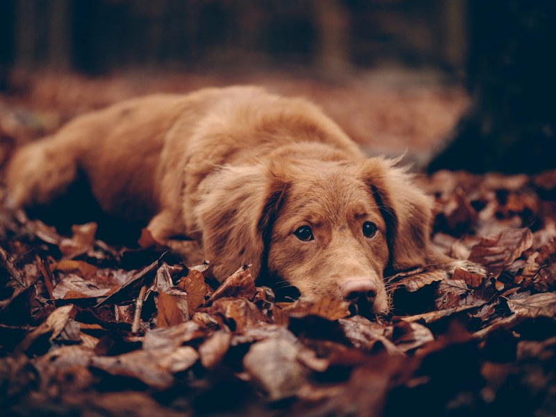 dog pet canine and leaves 4k