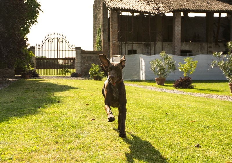 front or back yard fun purebred dog and one animal 4k