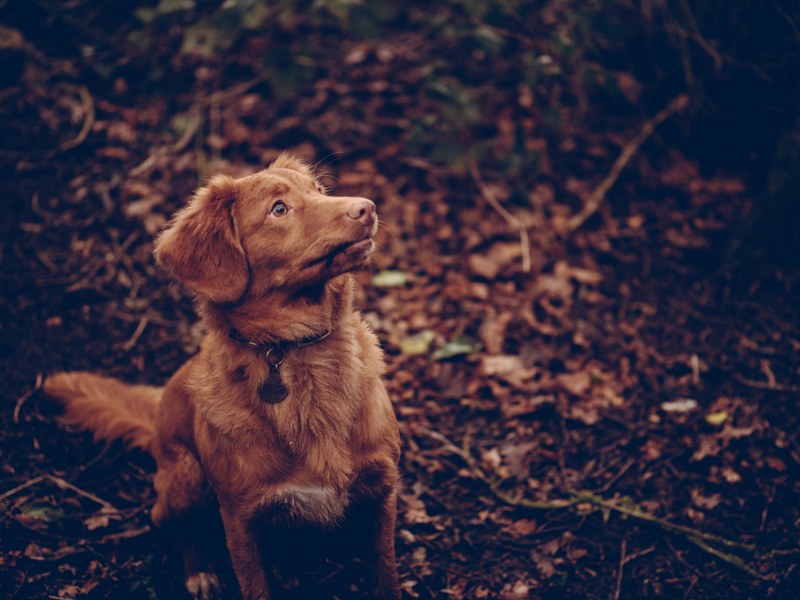 dog pet canine and brown 4k
